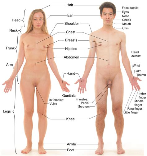 Download this premium vector about female human anatomy, internal organs diagram, and discover more than 12 million professional graphic resources on freepik. Human anatomy