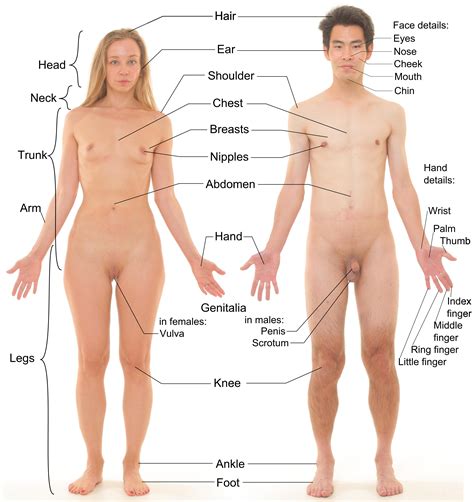 Male and female body outline. Human anatomy