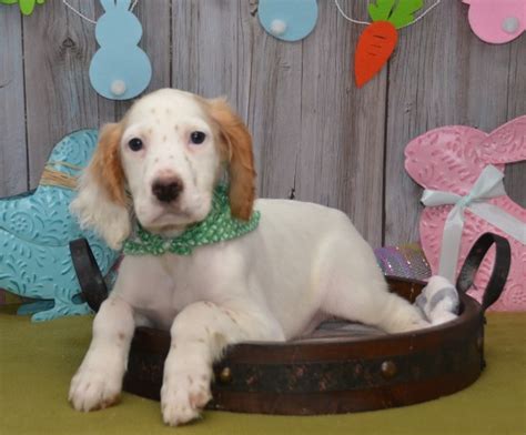 All have had shots, dew claws removed and wormed. English Setter puppy dog for sale in East Palestine, Ohio