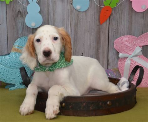 See more of ‎גורי סטר אנגלי גזעים english setter puppies‎ on facebook. English Setter puppy dog for sale in East Palestine, Ohio