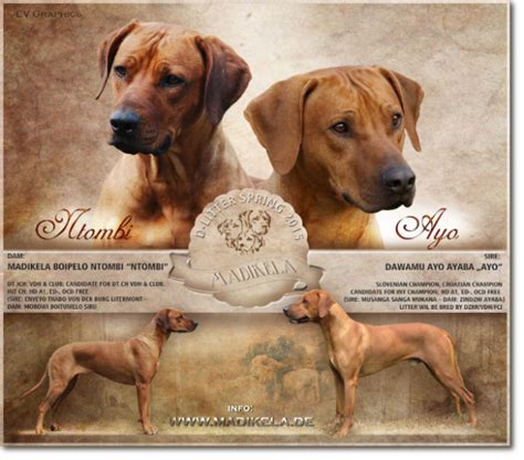 We did not find results for: Verpaarung D-Wurf - Madikela Rhodesian Ridgebacks