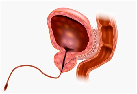 The urethra is held closed by the urethral sphincter, a muscular structure that helps keep urine in the bladder until voiding can occur. Urethra - Definition, Function and Structure | Biology ...