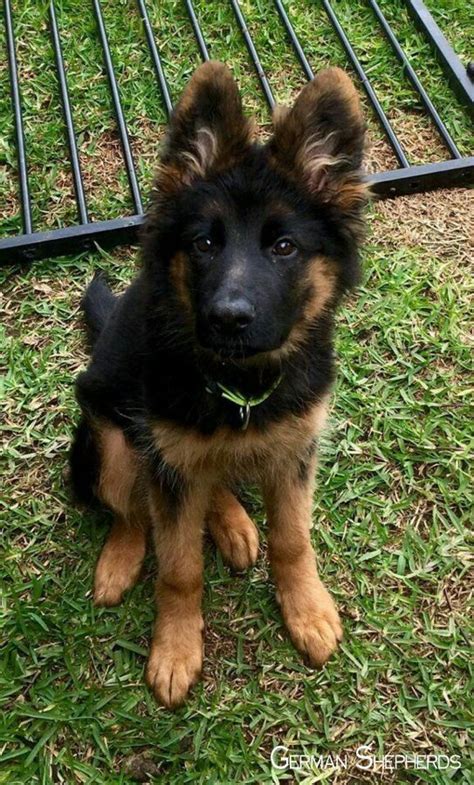 The german shepherd dog is the second most popular breed in the united states, and it's easy to see why. German Shepherd Puppies Mn Craigslist - Pets Lovers