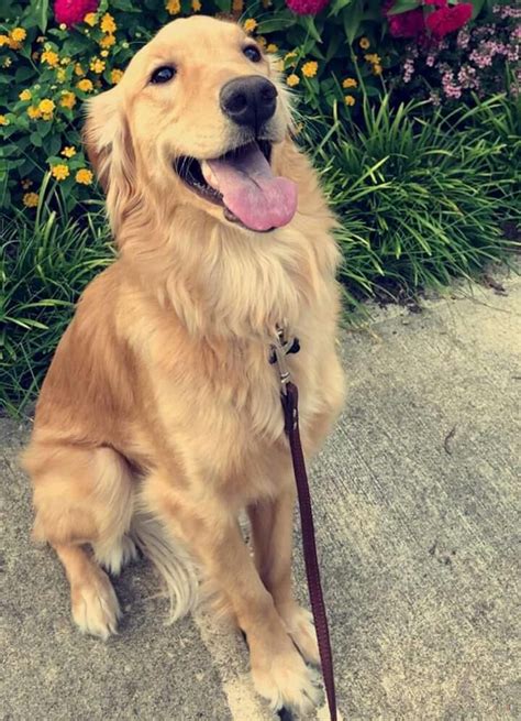 Directory of cincinnati ohio dog breeders with puppies for sale or dogs for adoption. Lost Dog - Female - Cincinnati, OH, USA 45202 | Dogs golden retriever, Losing a dog, Dogs