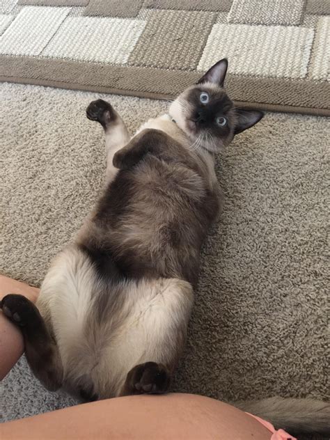Siamese cats are among the best known and most easily recognizable of all cat breeds, even though, according to the cat fanciers association, they're only the ninth most popular registered cat breed. LOST NAME Otis DESCRIPTION Male Siamese cat. bright blue ...
