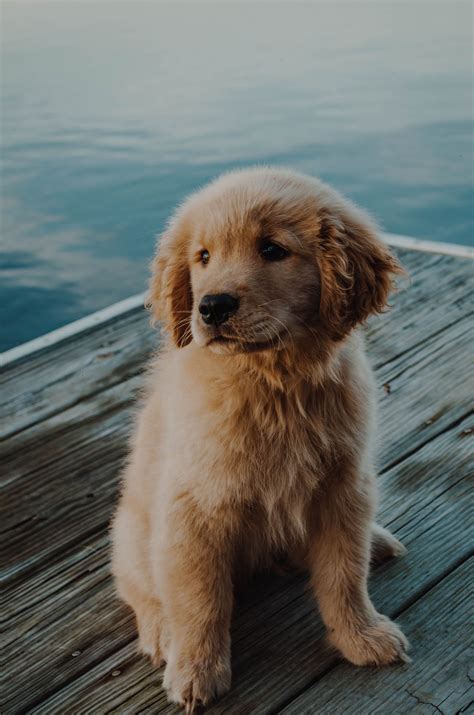 Larry wants to have the best dog that fits him. The perfect pup | Cute dogs, puppies, Retriever puppy ...