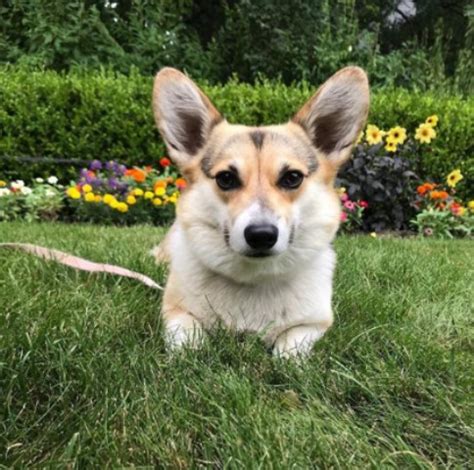 Our dogs run free on 5 ac. Lisa, Pembroke Welsh Corgi Breeder in Brighton, Michigan