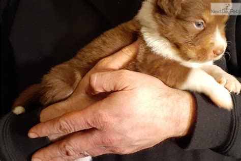Maybe you would like to learn more about one of these? Australian Shepherd puppy for sale near Columbus, Ohio. | 0b78e392-d4d1