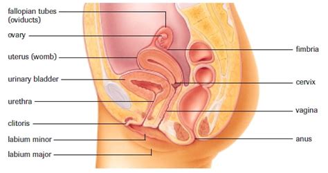 The lower part of the uterus constricts into a segment called the cervix. Female Reproductive System - SBI4U RESOURCE WEBSITE