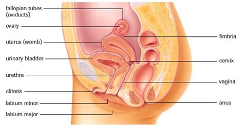 Located between the legs, the vulva. Female Reproductive System - SBI4U RESOURCE WEBSITE