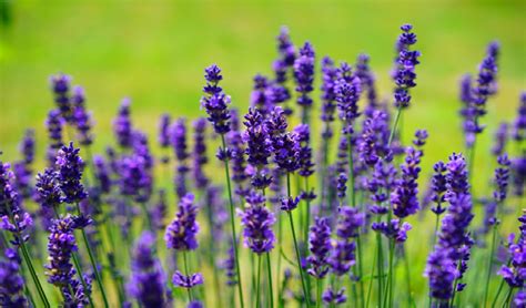 If you see pale purple flowers, it might also be wild garlic. Edible Wild Food Blog » Edible Flowers Part One