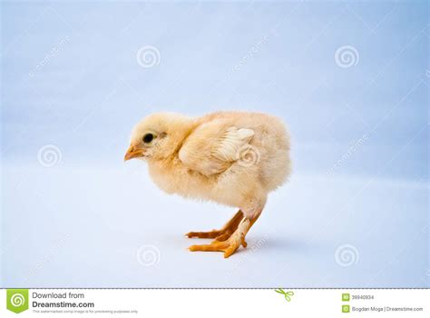 If you post spam self promotion photos that aren't puffies, expect to be banned. Young Puffy Chick Standing Side Shot Stock Photo - Image of puffy, peeper: 39940934