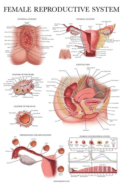 Uterus and ovaries, organs of female reproductive system. The Anatomy Collection - Palace Learning