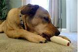 Images of Can Dogs Digest Rawhide Chews