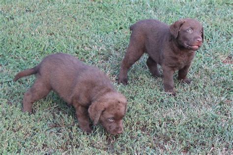 Goldie was named after my great uncle's chessie whom he hunted ducks and geese with on the missouri river back when. Larry Coates - Chesapeake Bay Retriever Puppies For Sale ...
