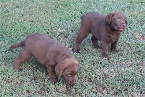 Goldie was named after my great uncle's chessie whom he hunted ducks and geese with on the missouri river back when. Larry Coates - Chesapeake Bay Retriever Puppies For Sale ...