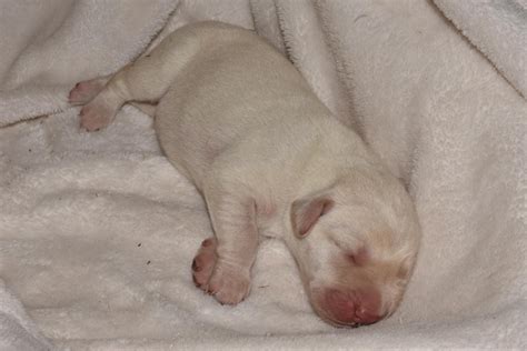 We have beautiful chocolate lab puppies for sale. Meet Male AKC Yellow Lab puppy for sale in Kings Mountain ...