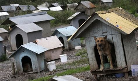 Ada yang bilang itu settingan, itu hak orang saja. Cool : 1600 rumah 'setinggan' anjing untuk 1600 ekor ...