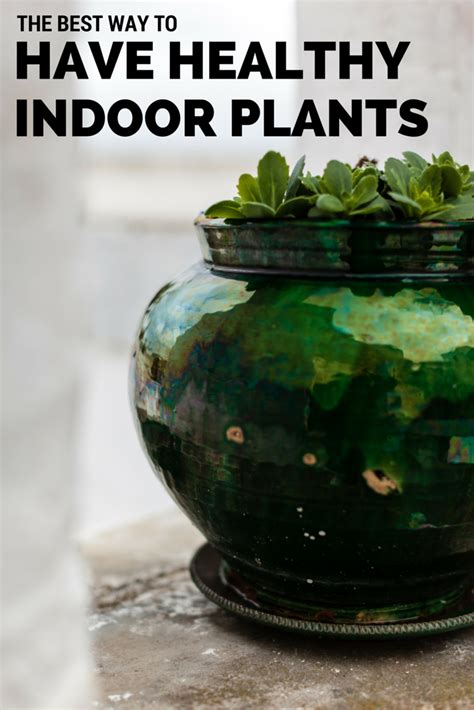 Without good soil, plants may not thrive, may not produce well and become more prone to keep your garden looking its best, you need to know how to quickly treat the most common issues that could potentially affect your plants. The Best Way to Keep Indoor Plants Healthy | Indoor plants ...