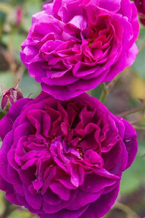 Bears very deep, velvety crimson blooms, with lighter coloured outer petals. oldandenglishroses: "Munstead Wood, English Rose ...