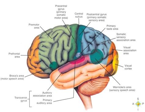 The nervous system consists of your brain and all the nerves throughout your body. BaileyBio.com: Anatomy & Physiology » 07. Powerpoint - Central Nervous System » lobes_of ...