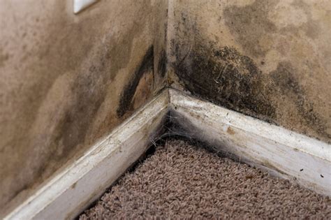Does mold in basement affect your health? Mold in the basement - MyHomeScience