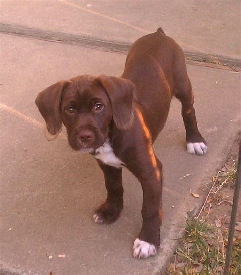 Only males available, they are family raised and well find labrador retriever dogs and puppies from california breeders. English Chocolate Lab Puppies For Sale Michigan