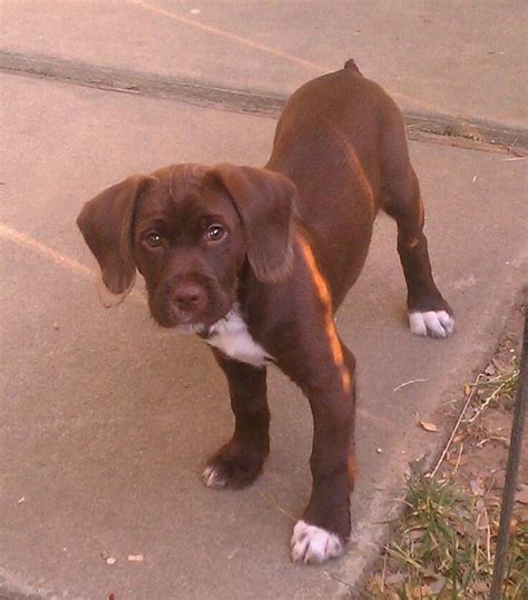 Interested in pointing labrador puppies? English Chocolate Lab Puppies For Sale Michigan