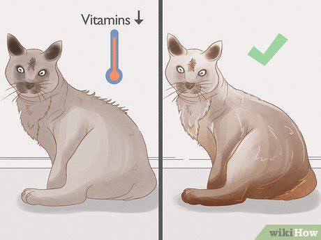 Cats can become infected with a number of parasitic worms which are sometimes passed out. How to Identify Worms in a Cat: 14 Steps (with Pictures ...