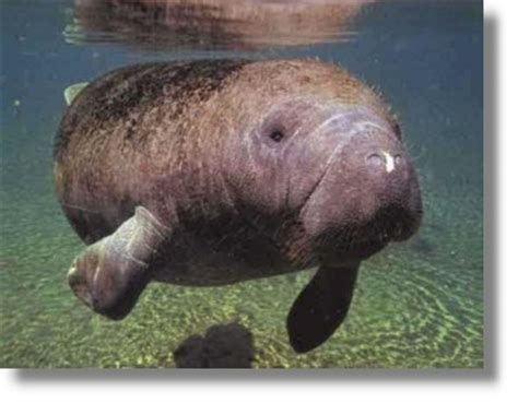Actualmente sobrevive un solo género, llamado trichechus, representado por cuatro especies. Manatí, Puerto Rico - Ciudad Metropolitana | BoricuaOnLine.com