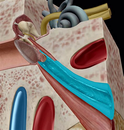 The inner ear consists of tiny bony structures filled with fluid. Five Cool Facts about the Middle and Inner Ear