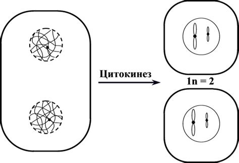 Цитокинез это в биологии
