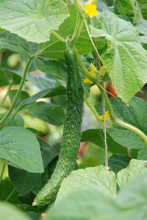 If growing a bush cucumber, place up to three plants in a container 18 inches across. Chinese cucumber | Plant leaves, Cucumber, Chengdu