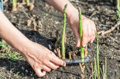 Taucht man ihn vollends in kochendes wasser, werden die spitzen zu weich, während das untere ende gerade gar ist. Grüner Spargel » Wann ist Erntezeit des leckeren Gemüses?