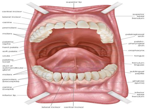 Anterior roof of mouth blue and mildly painful with small bump. Tiny Bumps On Mouth Roof : Torus Palatinus Pictures ...