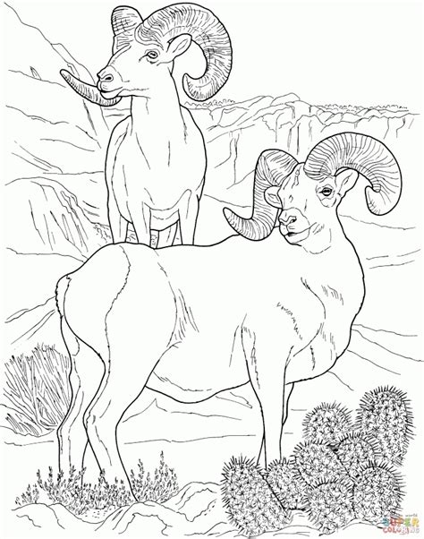 Free printable sheeps coloring pages. Get This Bighorn sheep coloring pages txc3m