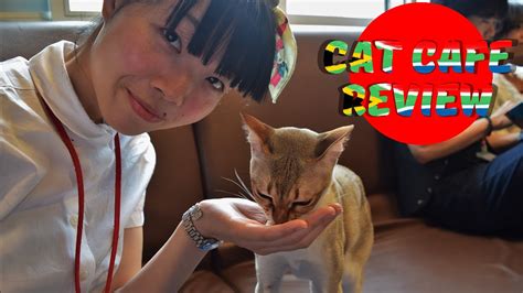 A cat café is a theme café whose attraction is cats that can be watched and played with. Cat Cafe Review | Booth in Japan - YouTube