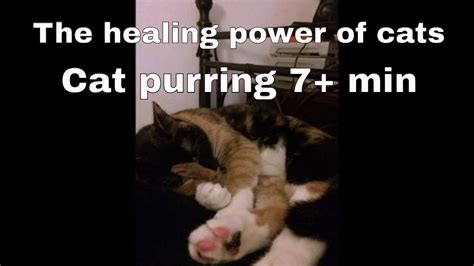 It is arguably the most recognisable sign of animal contentment: The healing power of cat purrs (cat purr audio) 7+ min ...