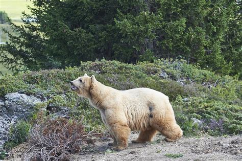 Juli 2018 wohlauf ins arosa bärenland gezogen. Arosa Bärenland in Arosa | Ferien in Arosa | Schweiz