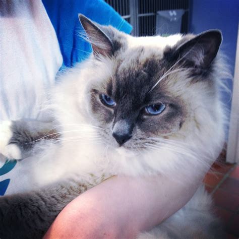 Where can i find rescue ragdoll cats?i? Sparky - Male Ragdoll Cat in ACT - PetRescue