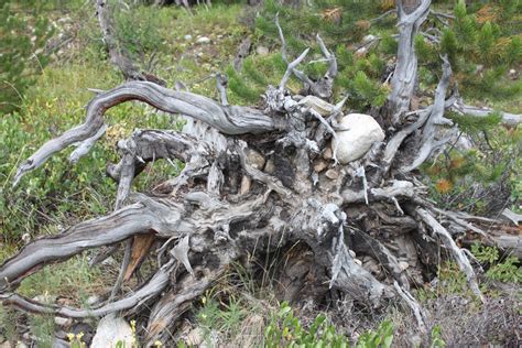 Đã có group mới, hãy tham gia ngay nào! Tetons Here We Come 2011: TAGGART AND BRADLEY LAKES HIKE