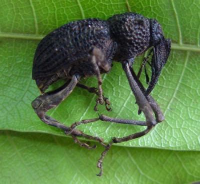 Larvae emerge with three pairs of legs, but nymphs and adults have the full four the eggs favor cooler temperatures, and perish when the first inch of soil reaches a temperature of 95°f for that, you're better off with a predatory control method via beneficial insects. Cashew weevil | Infonet Biovision Home.