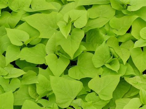 Kaukura treasure island, edible foilage and sweet potatoes at the end of the season, ipomoea. Marguerite Ipomoea (Sweet Potato Vine)