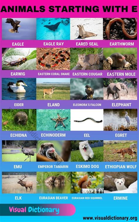 Read below for information on 63 different animals that start with the letter g, from galapagos penguin to guppy. Animals that Start with E: 24 Fascinating Names of Animals ...