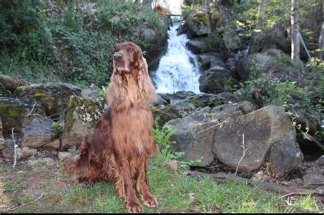 Send email to round river setters click here to visit round river setters website. SHINE-ON IRISH SETTERS - Puppies For Sale