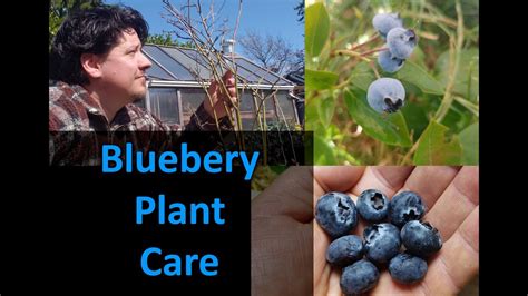 The fungus sporocadus lichenicola can infect blueberry plants suffering from winter injury, sunscald, or. Blueberry Plant Care In 2020 - YouTube