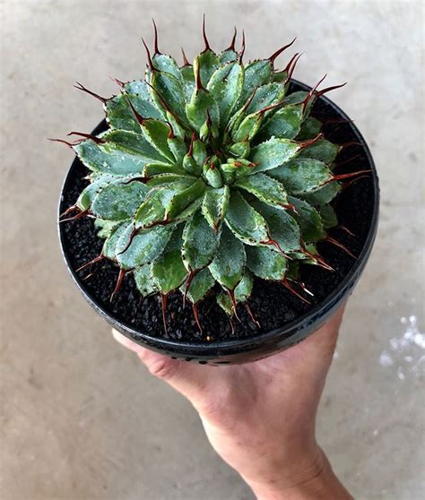 Agave plants (agave spp.), such as the century plant and blue agave, can be grown indoors. Agave potatorum monstrose . . . . . . . . . . . . . #agave ...