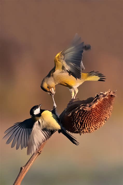Tutto sugli uccelli, classe animale sulla terra che comprende migliaia di specie distribuite in ogni gli uccelli sono vertebrati che popolano il pianeta sin dalla notte dei tempi. VERDONE E CINCIALLEGRA , Forum Natura Mediterraneo | Forum ...