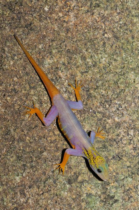 Cnemaspis is a genus of diurnal (day) geckos found in africa and asia. Presse - Geckos im Ausverkauf