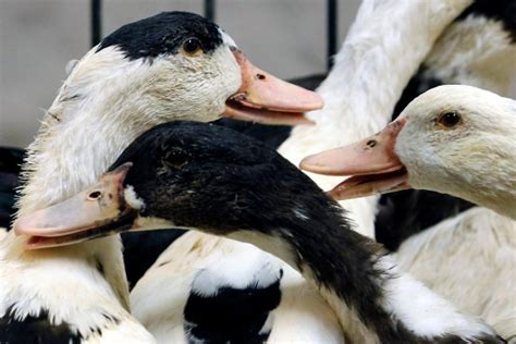 O vírus pulou de aves para os humanos. França registra surto de gripe aviária em criação de patos ...